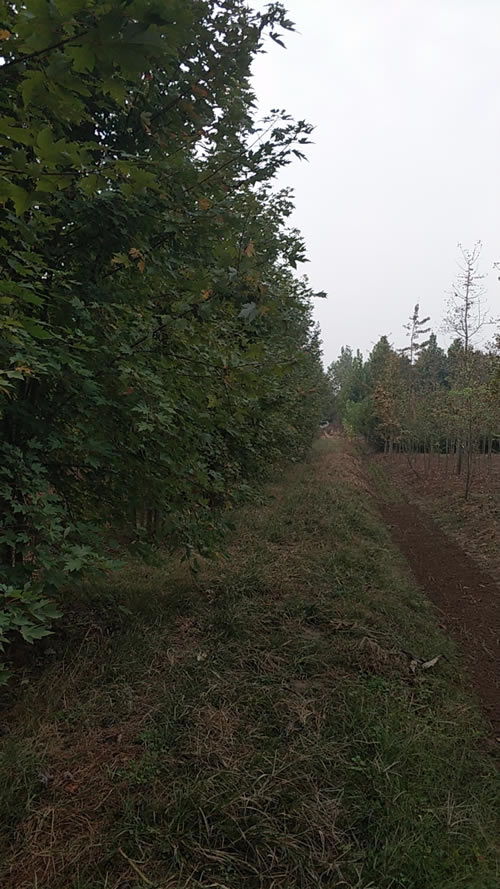 6公分國(guó)槐市場(chǎng)價(jià)格指南與旭堯苗木種植農(nóng)副產(chǎn)品銷售