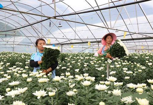 不負(fù)青山 逐綠前行 鎮(zhèn)寧自治縣書寫林業(yè)高質(zhì)量發(fā)展綠色答卷