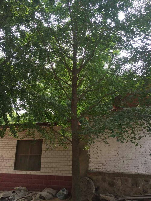 德正苗木基地 優(yōu)質(zhì)18公分銀杏樹的種植與經(jīng)營(yíng)之道