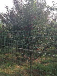 承德縣林楓苗木種植專業(yè)合作社 優(yōu)質(zhì)海棠樹與農(nóng)副產(chǎn)品的專業(yè)供應(yīng)商