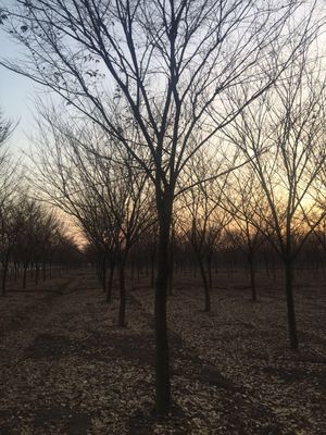 精選優(yōu)質(zhì)苗木供應(yīng)，打造綠色生態(tài)之美